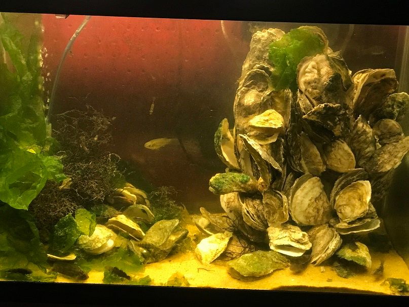 Oyster Reef Ecosystem Tank